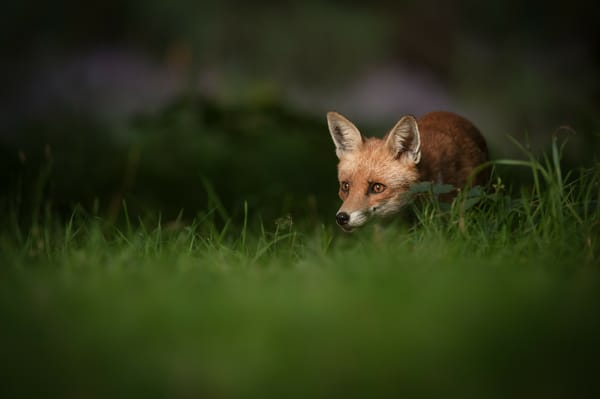 Обои female Red Fox, женский, dawn, лиса, поле трава, grass field, красный, рассвет