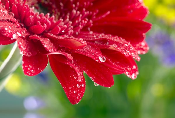 Обои beautiful red daisy gerbera, капли воды, water drops, rose, красивые красные герберы ромашка, flower, цветок, Close Up, макро, роза