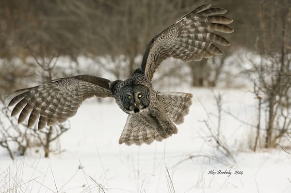 Обои птица, Great Grey Owl, сова, Strix nebulosa, Бородатая неясыть