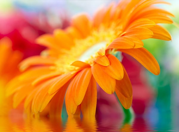 Обои beautiful, Close Up, желтый, daisy-gerbera, ромашка-гербера, красивый, yellow, макро