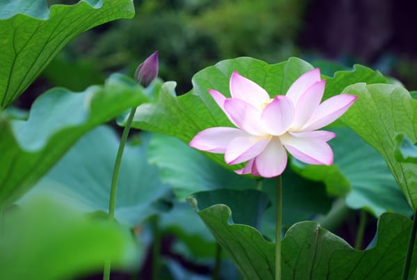 Обои water lily, bud, лотос, water, blossom, lotus, водяная лилия, petals, кувшинка, button