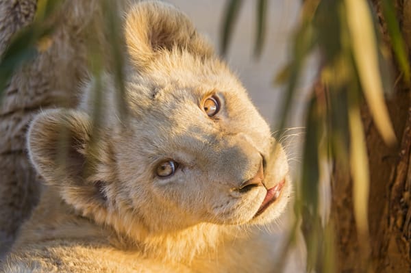 Обои львёнок, кошка, взгляд, детёныш, ©Tambako The Jaguar, морда, солнце, лев