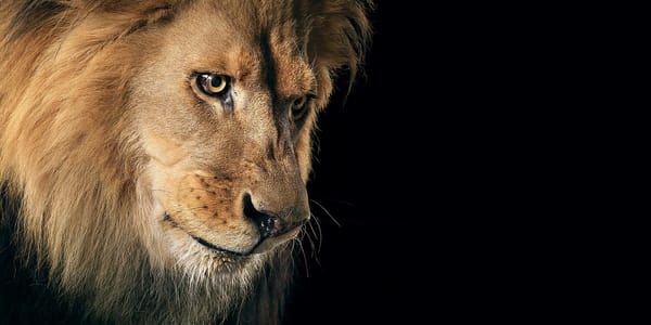 Обои lion, animal