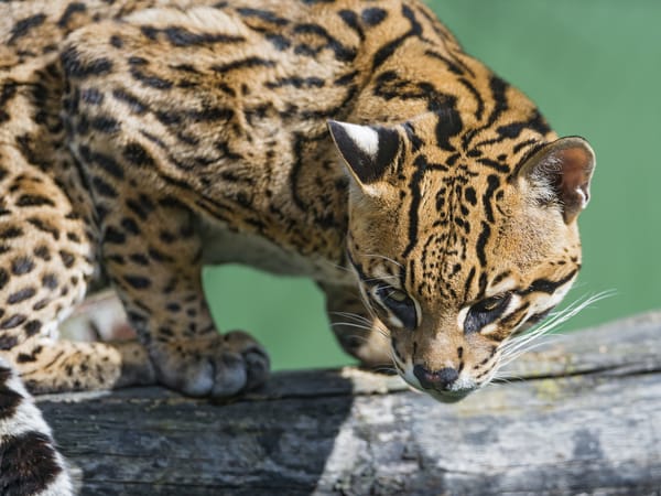 Обои оцелот, ©Tambako The Jaguar, кошка