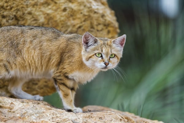 Обои барханная кошка, кошка, ©Tambako The Jaguar, песчаный кот