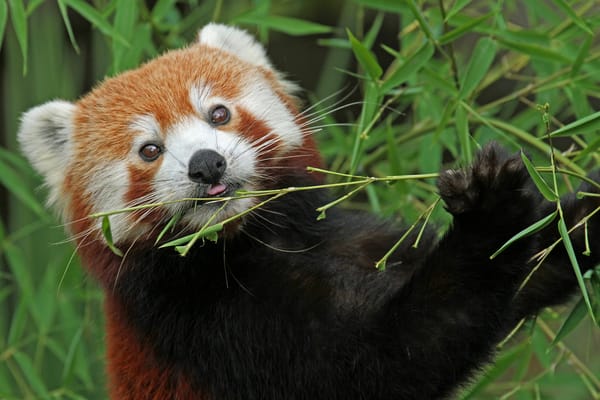 Обои красная панда, малая панда, бамбук, firefox