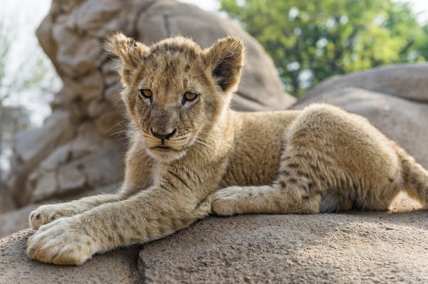 Обои львёнок, детёныш, ©Tambako The Jaguar, камень, лев, кошка