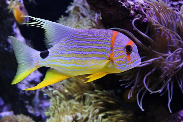 Обои Beautiful fish, underwater, sea, коралловые, подводный мир, coral, море, Красивые рыбы