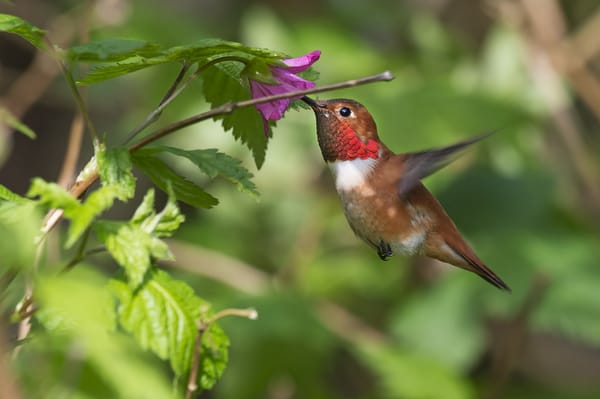 Обои Охристый колибри, цветок, rufous hummingbird, птичка