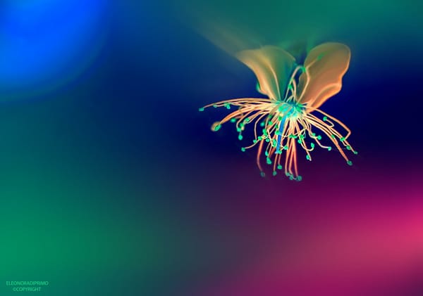 Обои Цветок, nature, flower, абстракция, разум, abstraction, цвета, light, лепестки, природа, тень, mind, отражение, shadow, crazyness, reflection, свет, colors