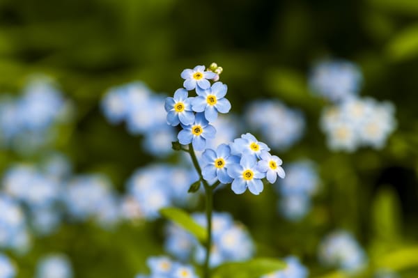 Незабудки, цветы, голубые, синие, макро, растения, природа обои, фото, картинки
