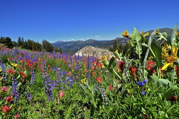 Обои Eldorado National Forest, луг, цветы, Калифорния, California, Sierra Nevada, горы, Сьерра-Невада