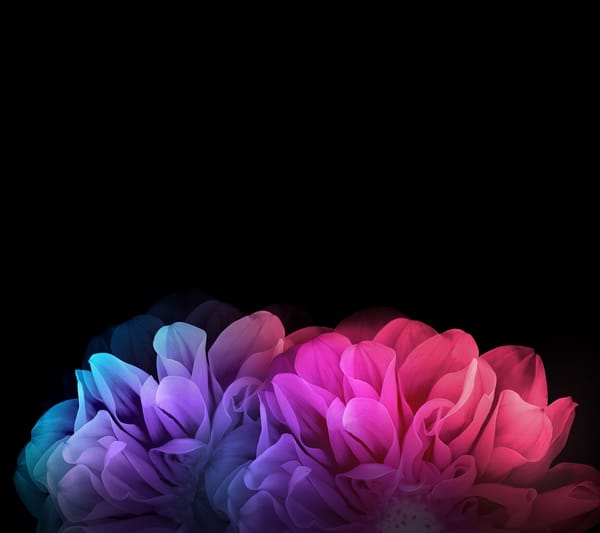 Обои LG G Flex 2, лепестки, LG, цветы