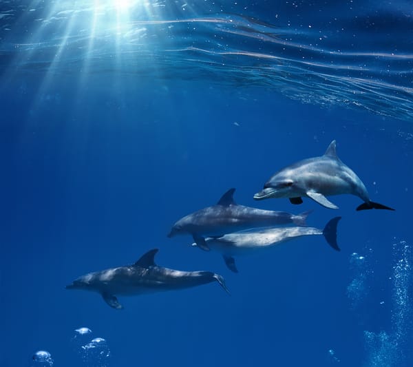 Обои dolphins, blue, океан, sunshine, дельфины, underwater, ocean, sea