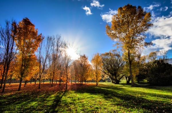 Обои sunshine, Квинстаун, Queenstown, trees, солнце, Новая Зеландия, grass, деревья, трава, New Zealand