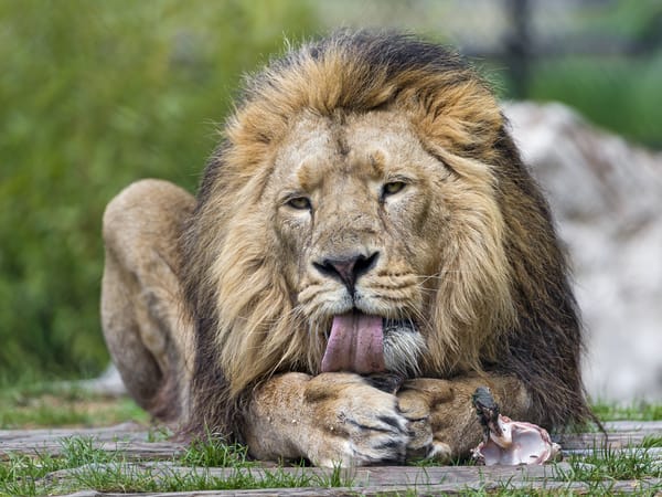 Обои лев, кошка, грива, трава, язык, ©Tambako The Jaguar, кость
