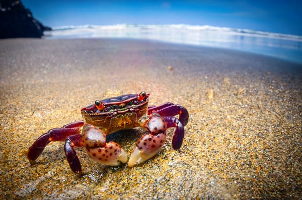 Обои Краб, океан, море, пляж, purple shore crab, Hemigrapsus nudus