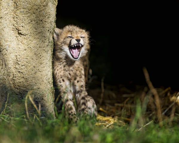Обои гепард, детёныш, трава, солнце, котёнок, зевает, ©Tambako The Jaguar, кошка, пасть