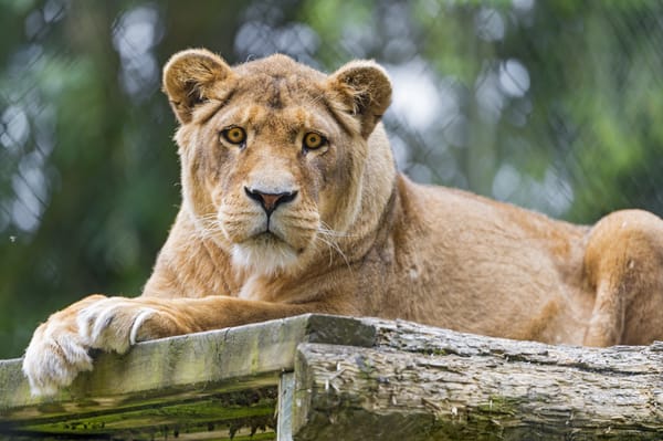 Обои львица, взгляд, кошка, ©Tambako The Jaguar
