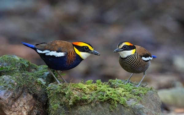 Обои птицы, Питты, Banded pitta, Hydrornis (guajana)