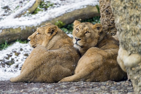Обои львицы, взгляд, ©Tambako The Jaguar, снег, пара, кошки