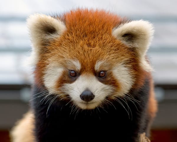 Обои красная панда, firefox, малая панда, морда