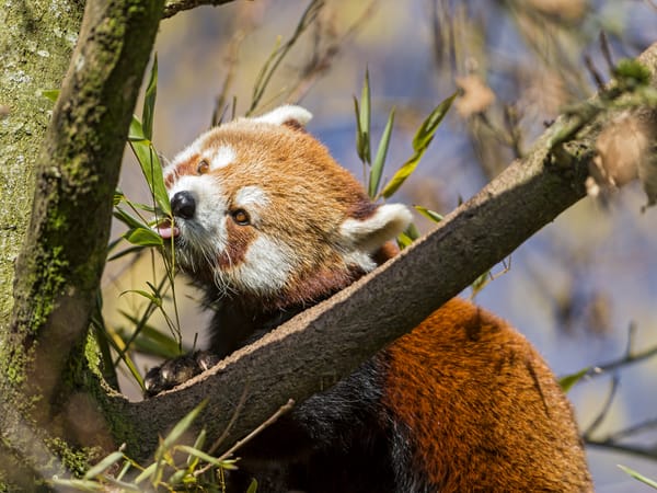 Обои красная панда, дерево, ©Tambako The Jaguar, малая панда, firefox