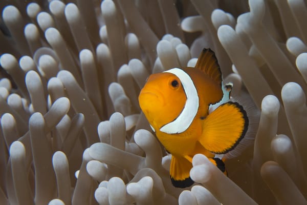 Обои fish, океан, под водой, clown, underwater, вода, ocean, sea, под водой, sea, water, клоун, underwater, рыба, море, море