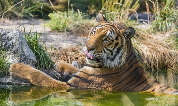 Обои тигр, купание, ©Tambako The Jaguar, язык, кошка