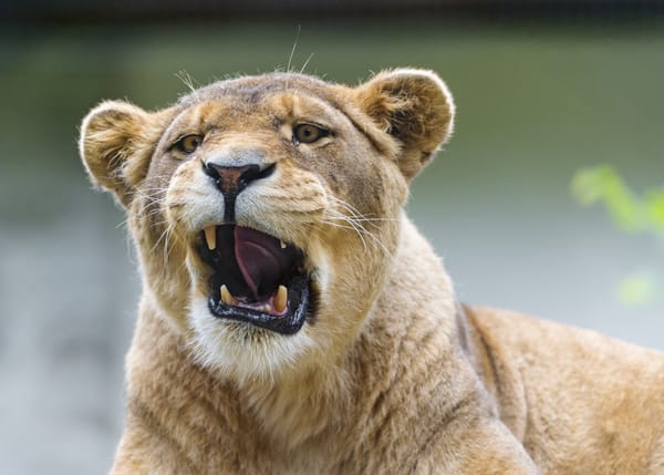 Обои львица, кошка, ©Tambako The Jaguar, зевает