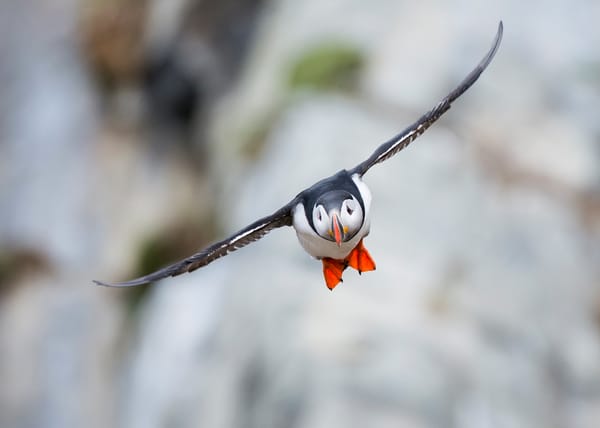 Обои птица, Атлантический тупик, полёт, Puffin, Fratercula arctica