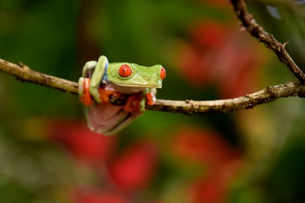 Обои Red-eyed Tree Frog, природа