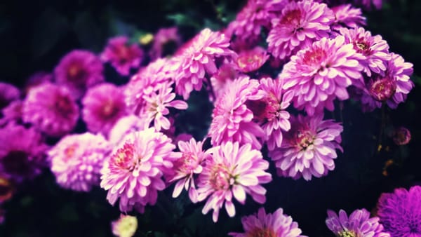 Обои chrysanthemum, flower, pink, purple