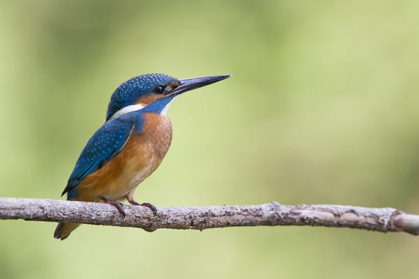 Обои птица, ветка, kingfisher, alcedo atthis, обыкновенный зимородок