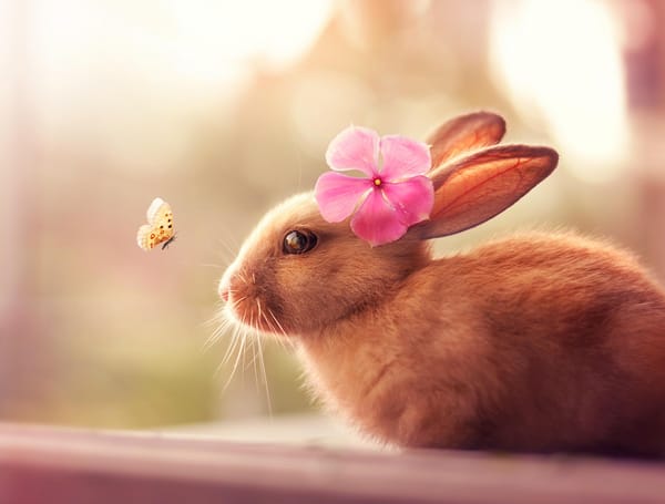 кролик с цветочками без смс