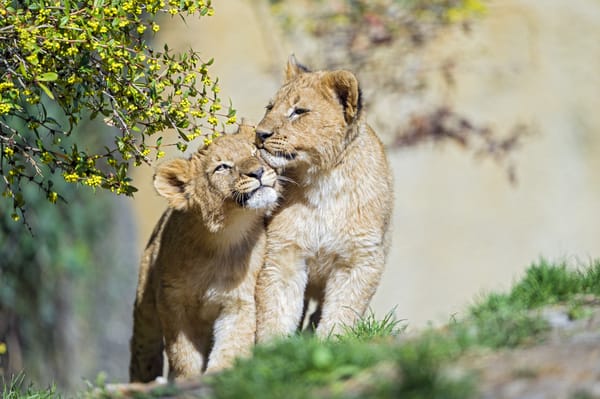Обои львята, солнце, львёнок, кошка, трава, котёнок, ©Tambako The Jaguar, пара, детёныш, ветка