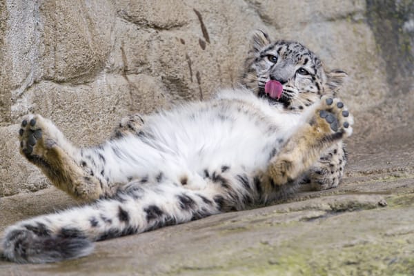 Обои снежный барс, ©Tambako The Jaguar, лапы, язык, отдых, кошка, ирбис