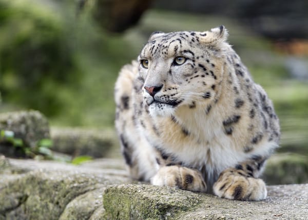 Обои снежный барс, ©Tambako The Jaguar, кошка, ирбис