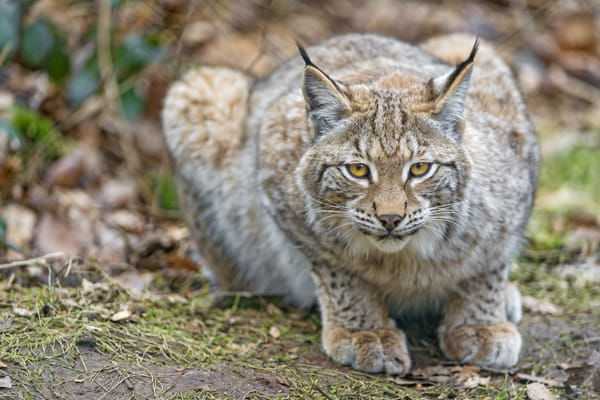 Обои рысь, кошка, взгляд, ©Tambako The Jaguar