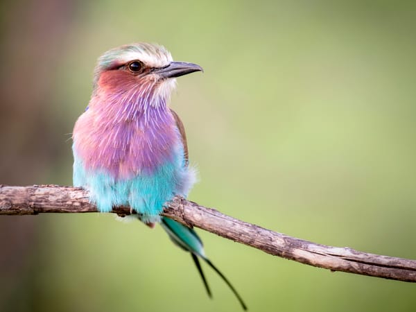 Обои Африка, Сиреневогрудая сизоворонка, Coracias caudata, ветка, Кения, Lilac-breasted Roller, птица