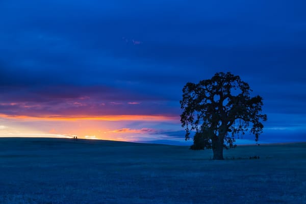 Обои San Benito County, закат, дерево, California, Калифорния, Сан-Бенито, поле