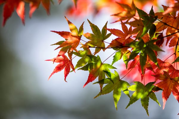 Обои leaves, red leaves, stalks, green leaves, красные листья, autumn, bokeh, боке, осень, зеленые листья, листья, стебли