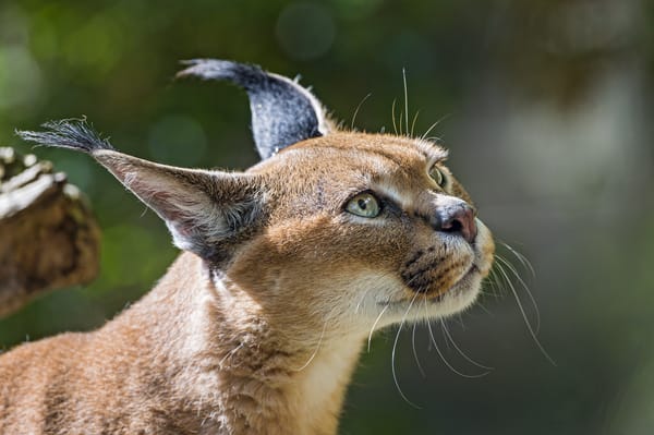 Обои каракал, ©Tambako The Jaguar, степная рысь, взгляд, кошка, морда
