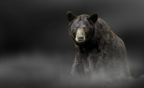 Обои барибал, взгляд, чёрный медведь, медведь