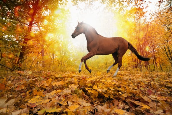 Обои horses in fall leaves, yellows, forest
