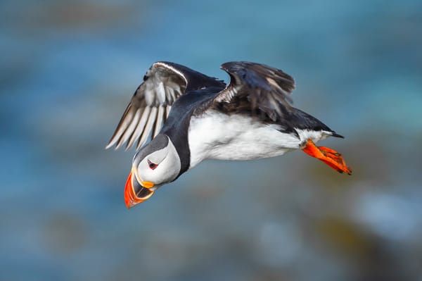 Обои птица, полёт, Атлантический тупик, Fratercula arctica, Puffin