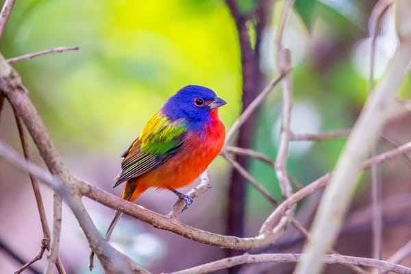Обои Male Painted Bunting, Florida, Green Cay Wetlands
