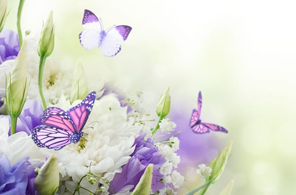 Обои цветы, chrysanthemums, хризантемы, бабочки, flowers, buds, butterflies, бутоны