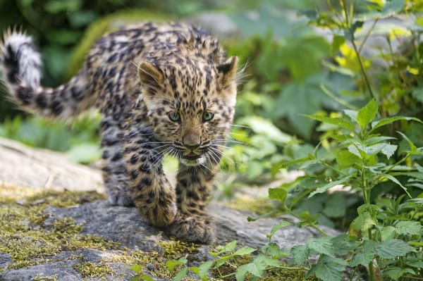 Обои леопард, котёнок, кошка, амурский, ©Tambako The Jaguar, взгляд, детёныш