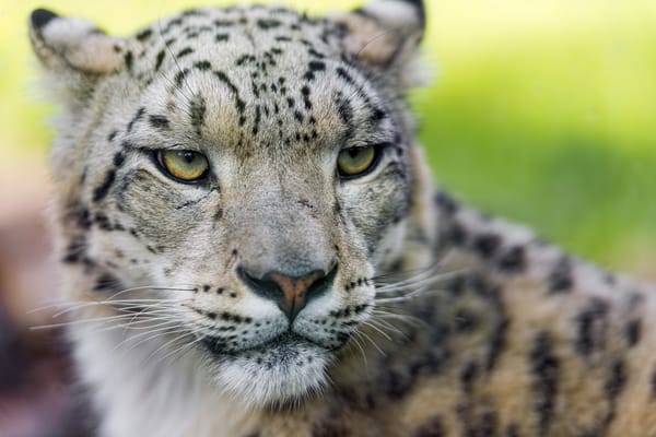Обои снежный барс, кошка, взгляд, ©Tambako The Jaguar, морда, ирбис